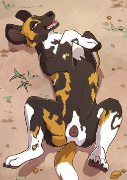 animal_genitalia animal_vulva bedroom_eyes black_nose brown_body brown_ears brown_fur canine_genitalia canine_teeth canine_vulva dipstick_tail female feral fluffy fluffy_tail fur genitals looking_at_viewer lying lying_on_ground markings multicolored_body multicolored_fur narrowed_eyes on_back on_ground open_mouth orange_body orange_fur orange_tail pink_tongue pointy_ears presenting presenting_vulva prick_ears quadruped red_eyes seductive snout solo spread_legs spreading tail tail_markings tongue vulva white_body white_fur white_tail_tip momou african_wild_dog canid canine mammal 2025 absurd_res digital_media_(artwork) hi_res