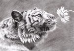 feral flower fur plant solo text whiskers dimasbka felid mammal pantherine tiger 2024 graphite_(artwork) greyscale hi_res monochrome traditional_media_(artwork)