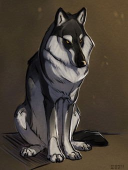 black_body black_claws black_fur black_nose claws feral fluffy fur multicolored_body multicolored_fur quadruped solo two_tone_body two_tone_fur white_body white_fur yellow_eyes alexpahomov canid canine canis mammal wolf 2020 absurd_res digital_drawing_(artwork) digital_media_(artwork) hi_res