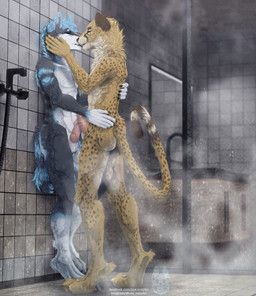 animal_genitalia animal_penis anthro balls canine_genitalia canine_penis duo feline_genitalia feline_penis frottage fur genitals hand_on_face hand_on_hip kissing knot knotted_penis male male/male markings multicolored_body multicolored_fur nude penile penile_spines penis penises_touching sex shower shower_sex spots spotted_body wet wet_body wet_fur whiskers nue_noxyko furiia lupus_carnifex canid canine canis cheetah felid feline mammal wolf absurd_res hi_res huge_filesize