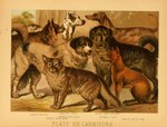 ambiguous_gender feral floppy_ears fur group paws quadruped tail text tongue tongue_out hugh_craig public_domain canid canine canis dhole dingo domestic_dog greyhound hunting_dog mammal molosser mountain_dog newfoundland_dog sighthound 1897 19th_century ancient_art biological_illustration hi_res technical_illustration traditional_media_(artwork) zoological_illustration