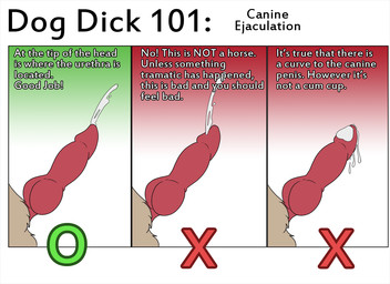 anatomically_correct anatomically_correct_genitalia anatomically_correct_penis anatomy animal_genitalia animal_penis bodily_fluids canine_genitalia canine_penis chart comparison cum cumshot ejaculation erection genital_fluids genital_shot genitals how-to knot male orgasm penis penis_shot solo text the_more_you_know bayson canid canine mammal 11:8 english_text