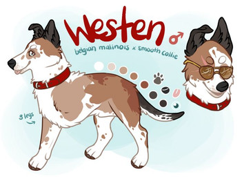 collar eyewear feral male missing_leg solo sunglasses unknown_artist canid canine canis collie domestic_dog herding_dog malinois_dog mammal pastoral_dog sheepdog smooth_collie model_sheet source_request