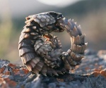 ambiguous_gender bite doing_it_wrong infinity nom ouroboros real rock solo tail tail_bite tail_fetish tail_in_mouth tail_nom tail_play griffinbing_(artist) armadillo_girdled_lizard girdled_lizard lizard reptile scalie low_res