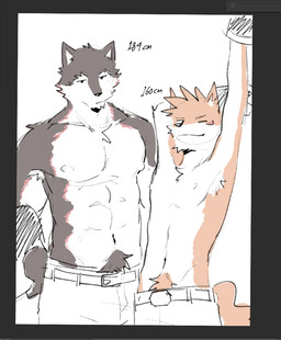 anthro armpit_tuft belt body_hair bottomwear brown_body brown_fur chest_tuft clothing drawing_program duo fur happy_trail male muscular orange_body orange_fur shirtless size_difference stretching tuft mbek akagami_hero aro_rouon canid canine canis mammal wolf sketch