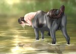 balls drinking erection genitals male penis quadruped raised_tail solo tail pink_phlox european_mythology greek_mythology mythology centaur equid equid_taur equine horse humanoid_taur mammal mammal_taur taur absurd_res hi_res