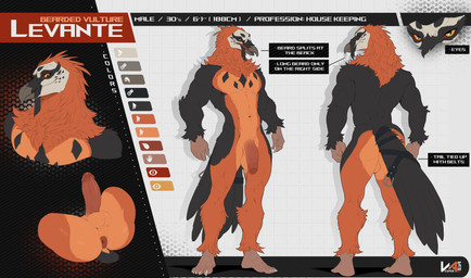 anthro anus balls beak butt erection feathers flaccid foreskin genitals glans male muscular muscular_anthro muscular_male navel nude penis standing tail vesper_art levante_(enlas) accipitrid accipitriform avian bearded_vulture bird old_world_vulture vulture absurd_res digital_drawing_(artwork) digital_media_(artwork) hi_res model_sheet