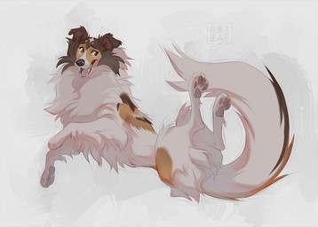 black_nose blue_eyes brown_eyes brown_markings fangs female feral floppy_ears fluffy fluffy_fur fur grey_pawpads heterochromia legs_up looking_away lying markings multicolored_body multicolored_fur on_back open_mouth open_smile orange_markings pawpads simple_background smile solo star_(marking) tail tan_body tan_fur teeth azzai canid canine canis collie domestic_dog herding_dog mammal pastoral_dog rough_collie sheepdog 2025 colored colored_sketch digital_drawing_(artwork) digital_media_(artwork) shaded sketch