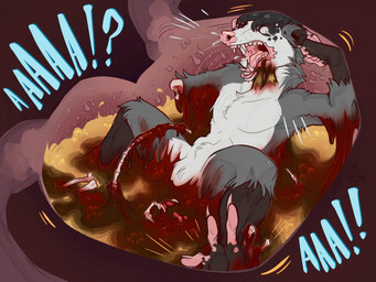 5_toes agony anthro anthro_pred blood bodily_fluids bone digestion fatal_vore feet fingers fur gore hair inside_stomach internal lying male nude on_back onomatopoeia open_mouth organs pain screaming sound_effects spread_legs spreading stomach stomach_acid tail teeth text toes vore porcumoose_artistries american_opossum mammal marsupial digital_media_(artwork) hi_res