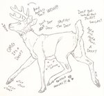 antlers anus collar feral fluffy hooves horn male solo tongue tongue_out skyfifer skyfifer_(character) cervine deer mammal new_world_deer white-tailed_deer hi_res