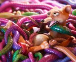 3_toes anal anal_penetration anal_prolapse animal_genitalia animal_penis anthro anus balls bdsm bondage bound erection feet feral fur genitals half-closed_eyes lying male male_penetrated multiple_anal multiple_penetration narrowed_eyes nude on_back open_mouth parasite pawpads penetration penis prolapse prolapse_penetration restrained sex spread_legs spreading stretched_anus teeth toes scimunk disney zootopia duke_weaselton mammal mustelid musteline true_musteline weasel worm 3d_(artwork) digital_media_(artwork) hi_res