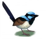 beak black_body black_eyes black_feathers blue_body blue_feathers brown_body brown_feathers claws feathered_wings feathers feral male simple_background solo standing tail tail_feathers white_background white_body white_feathers wings flynx-flink avian bird fairywren malurid oscine passerine superb_fairywren 2013 digital_media_(artwork) digital_painting_(artwork) full-length_portrait painting_(artwork) portrait shaded