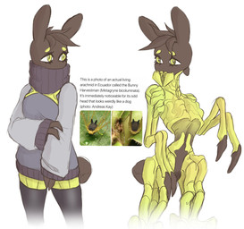 4_arms 4_legs anthro arthropod_abdomen brown_body clothing exoskeleton eyelashes featureless_chest female green_body green_eyes head_tuft legwear mandibles multi_arm multi_limb small_eyebrows small_tail small_waist solo sweater tail text thick_thighs thigh_highs topwear tuft turtleneck wasp_waist proxicute arachnid arthropod harvestman 2019 english_text hi_res model_sheet reference_image