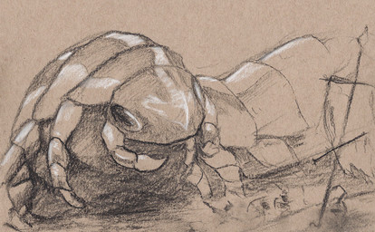 ambiguous_gender brown_background exoskeleton feral front_view insect_legs paper_background segmented_body side_view simple_background solo deriaz arthropleura 2014 graphite_(artwork) hatching_(art) monochrome sepia shaded sketch traditional_media_(artwork)