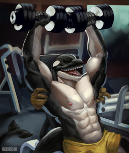 abs anthro biceps black_body bodily_fluids bottomwear clothing disembodied_hand dumbbell exercise glistening glistening_body gym happy laugh male muscular pecs shorts smile solo sweat tail teeth tickle_fetish tickling tongue tongue_out weights white_body workout yellow_bottomwear yellow_clothing yellow_shorts buckovskiart aquatic cetacean dolphin mammal oceanic_dolphin orca toothed_whale absurd_res hi_res