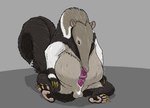 abdominal_bulge animal_genitalia auto_penis_lick autofellatio balls belly big_belly black_body black_fur bodily_fluids brown_eyes erection feral feral_pred fully_inside fur genitals grey_background grey_body grey_fur licking long_tongue male male_feral male_pred masturbation oral oral_masturbation oral_penetration penetration penile penile_masturbation penile_penetration penis penis_in_mouth penis_in_own_mouth saliva self_lick sheath simple_background solo tail tongue vore white_body white_fur strega rudy_(strega) anteater mammal pilosan xenarthran hi_res