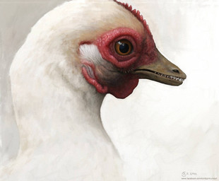 feathers feral orange_eyes photorealism realistic red_comb_(anatomy) red_wattle sharp_teeth teeth white_body white_feathers renum63 archaeopteryx dinosaur prehistoric_species reptile saurischian scalie theropod 2014 artrage_(artwork) digital_media_(artwork) digital_painting_(artwork) painting_(artwork)