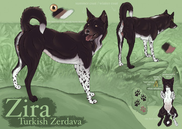 animal_genitalia animal_vulva anus black_body black_fur black_nose canine_genitalia canine_vulva fangs female female_feral feral fur genitals glistening glistening_eyes open_mouth orange_eyes red_tongue side_view solo spotted_legs teeth tongue tongue_out vulva whiskers white_body white_fur kodaac canid canine canis domestic_dog mammal zerdava hi_res model_sheet