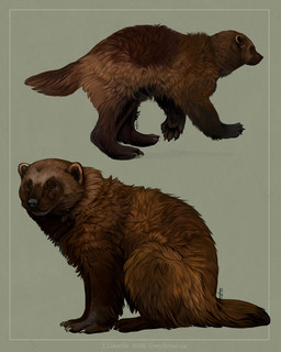 5_toes ambiguous_gender black_nose brown_body brown_countershading brown_eyes brown_fur brown_markings claws countershading facial_markings feet feral fluffy fluffy_tail fur glistening glistening_eyes head_markings markings mask_(marking) pawpads reverse_countershading solo standing tail text toes walking walking_away website_url jay_labelle gulonine mammal mustelid musteline wolverine 2026 4:5 digital_media_(artwork) digital_painting_(artwork) english_text hi_res painting_(artwork) signature