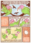 6_panel_comic ambiguous_gender bipedal_feral black_body black_feathers black_text cloud egg feathers feral green_body green_feathers group outside pink_body pink_feathers question_mark sky text white_eyes white_text sabrebash avian bird lovebird parrot true_parrot 2024 comic english_text hi_res