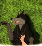 black_body black_fur chest_fur duo embarrassed fur grass_field grey_body grey_fur male open_mouth paws solo_focus teeth tongue yellow_eyes feclo2 one_stormy_night giro_(one_stormy_night) canid canine canis human mammal wolf absurd_res hi_res