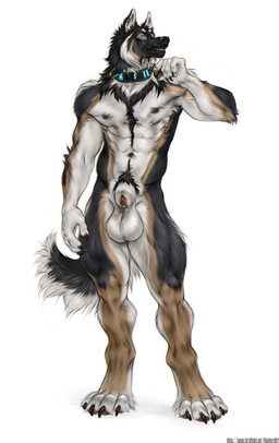 4_toes 5_fingers animal_genitalia animal_penis anthro balls big_balls biped black_body black_fur black_nipples black_nose blue_eyes brown_body brown_fur canine_genitalia canine_penis claws collar collar_only countershade_accent detached_sheath digitigrade ear_piercing feet finger_claws fingers fluffy fluffy_tail fur furgonomic_piercing furgonomics genital_piercing genitals grey_body grey_fur male male_anthro multicolored_body multicolored_fur muscular muscular_anthro muscular_male navel nipples nude penis penis_tip piercing sheath sheath_piercing simple_background solo standing tail toe_claws toes whiskers white_background white_balls white_body white_fur white_sheath shepherdart panzer_(williamca) canid canine canis domestic_dog german_shepherd herding_dog mammal pastoral_dog 2020 absurd_res hi_res