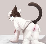 anthro anus balls clothing fur genitals intersex maleherm necktie pussy school_uniform sex solo uniform white_body white_fur sashiki meko domestic_cat felid feline felis mammal hi_res