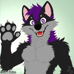 anthro black_body black_fur black_nose countershade_face countershade_fur countershade_neck countershade_torso countershading fur grey_body grey_countershading grey_fur grey_pawpads hair happy inner_ear_fluff looking_at_viewer male male_anthro open_mouth open_smile pawpads pink_inner_ear_fluff purple_eyes purple_hair red_tongue smile smiling_at_viewer solo tongue tuft dreiden canid canine canis hybrid mammal wolf wolfdog 1:1 absurd_res hi_res