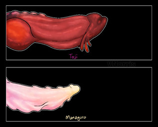 ambiguous_form black_background chart frilled_penis genitals intersex knot knotted_penis male multicolored_penis nubbed_penis penis penis_chart pink_penis red_penis simple_background text thick_penis yellow_text puppetmaster13uwu mythology mama_fushiguro_(jujutsu_kaisen) toji_fushiguro ambiguous_species dragon mythological_creature mythological_scalie scalie english_text