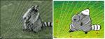 ambiguous_gender biped feral flower fur grass grey_body grey_fur harp markings musical_instrument plant playing_music plucked_string_instrument real smile solo sprinkler string_instrument striped_markings striped_tail stripes tail tail_markings toony water keke_(artist) mammal procyonid raccoon animated digital_media_(artwork) flipnote_studio_(artwork) frame_by_frame pixel_(artwork) pixel_animation short_playtime