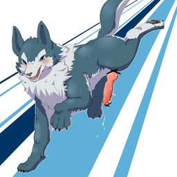animal_genitalia animal_penis blue_eyes blush bodily_fluids canine_genitalia canine_penis censor_bar cum erection genital_fluids genitals ineffective_censorship knot looking_at_viewer male open_mouth penis smile solo tail okunawa canid canine canis domestic_dog mammal 1:1 2015 censored hi_res