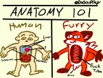 anatomy anthro balls comparing diagram duo flaccid furry_logic genitals guts heart_(organ) humor internal intestines liver lung male nude organs penis profanity simple_background smile standing stomach text the_truth white_background dasoupguy canid canine fox human mammal 2020 4:3 biological_illustration english_text hi_res meme technical_illustration url