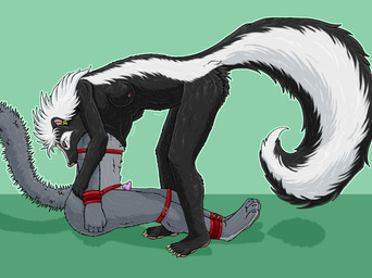 anthro anthro_pred anthro_prey bdsm black_body black_fur bondage bound bound_prey breasts duo ear_piercing ear_ring female female_anthro female_pred fur genitals green_background grey_body grey_fur head_first male male/female male_anthro male_prey markings nipples nude nude_anthro nude_female oral_vore partially_inside penis piercing retractable_claws ring_piercing same_size_vore simple_background striped_markings striped_tail stripes submissive submissive_male tail tail_markings vore white_body white_fur strega onyx_(strega) felid mammal mephitid skunk absurd_res hi_res