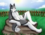 animal_genitalia anthro balls cloud day fully_sheathed fur genitals grey_body grey_fur grin male nude outside sheath sky smile solo celestialwolfen canid canine canis domestic_dog husky mammal nordic_sled_dog spitz 2013