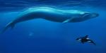 ambiguous_gender detailed_background duo_focus feral fin group underwater water kuroi-kisin baleen_whale blue_whale cetacean dolphin mammal marine oceanic_dolphin orca toothed_whale whale 2018 2:1 black_and_blue digital_media_(artwork) hi_res