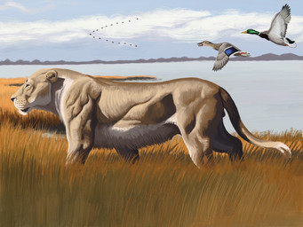beak belly black_nose blue_body blue_feathers brown_body brown_chest cloud detailed_background digitigrade dipstick_tail feathers feet feral field flying fur grass grasslands green_body green_head grey_body grey_feathers group hill horizon inner_ear_fluff lake long_grass male markings mountain multicolored_body multicolored_feathers multicolored_fur multicolored_tail muscular muscular_feral muscular_male nude nude_male orange_body orange_feet orange_legs orange_skin plant quadruped shoreline short_fur side_view sky steppe tail tail_markings tan_body tan_ears tan_fur tan_head tan_inner_ear tan_inner_ear_fluff tan_legs tan_tail tan_thighs throat trio tuft v_formation walking water whisker_spots whiskers white_belly white_body white_feathers white_fur white_tail_tip white_throat white_whiskers agustindiazart ambient_bird anas anatid anseriform avian bird cave_lion dabbling_duck duck felid mallard mammal pantherine prehistoric_species 2023 4:3 colored digital_media_(artwork) digital_painting_(artwork) hi_res painting_(artwork) shaded