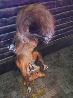 against_surface against_wall animal_genitalia animal_vulva anus black_nose bodily_fluids brick brick_wall canine_genitalia canine_vulva claws drinking drinking_urine female feral floor fur genital_fluids genitals open_mouth orange_body orange_eyes orange_fur pawpads peeing pink_anus pink_vulva solo tail teeth text tile tile_floor tongue upside_down urine urine_in_mouth vulva wall_(structure) watersports whiskers yellow_urine kenresek canid canine fox mammal 3:4 3d_(artwork) absurd_res digital_media_(artwork) english_text hi_res