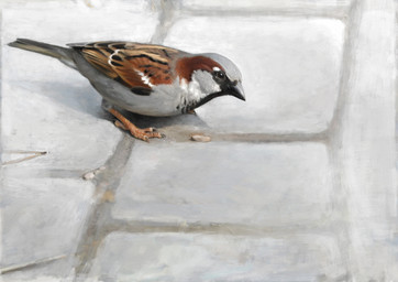 black_eyes black_markings brown_markings cobblestone feathers feral grey_body grey_feathers male markings multicolored_body multicolored_feathers solo tan_markings white_markings renum63 house_sparrow 2013
