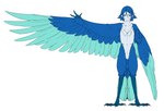 4_toes accessory ambiguous_gender anisodactyl avian_feet blue_body blue_eyes blue_feathers blue_hair blue_scales chest_tuft claws digitigrade feathered_wings feathers featureless_crotch feet finger_claws fingers hair hair_accessory hairclip humanoid_pointy_ears looking_at_viewer monster_girl_(genre) multicolored_body multicolored_feathers nude scales short_hair simple_background solo standing tail tail_feathers talons toe_claws toes tuft white_background winged_arms wings madiblitz european_mythology greek_mythology macross mythology hayate_immelman animal_humanoid avian avian_humanoid bird bird_humanoid harpy humanoid mythological_avian mythological_creature model_sheet