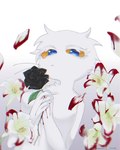 anthro black_rose blood blue_pupils bodily_fluids earless female flower fur plant pupils rose_(flower) solo whiskers white_body white_fur yellow_sclera mochi_1110 neko_no_teach-kun oyasaioni9 brian_(neko_no_teach-kun) domestic_cat felid feline felis mammal scottish_fold hi_res