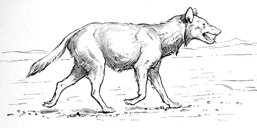 ambiguous_gender cheek_tuft claws digitigrade facial_tuft feral open_mouth outside quadruped sharp_teeth short_fur side_view solo tail teeth toe_claws tongue tongue_out trotting tuft erwin_s._christman canid canine dire_wolf mammal prehistoric_species 1916 20th_century ancient_art black_and_white hi_res monochrome traditional_media_(artwork)