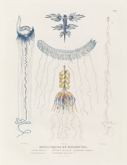 ambiguous_gender blue_body feral group tentacles text charles_alexandre_lesueur public_domain aquatic_gastropod blue_dragon_slug cnidarian gastropod hydrozoan man_o'_war_(medusozoa) marine medusozoan mollusk nudibranch sea_slug siphonophore slug 19th_century absurd_res ancient_art biological_illustration french_text hi_res technical_illustration zoological_illustration