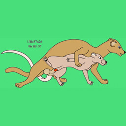 animal_genitalia balls brown_body brown_fur dominant duo erection female feral fur genitals green_background interspecies larger_dom male male/female penis sex sheath simple_background size_difference tail vaginal urbanhermit mammal murid murine mustelid musteline rat rodent true_musteline weasel 1996 1:1 colored dated