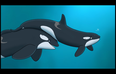 ambiguous_gender black_bars black_body black_fin blue_background blue_eyes confusion dorsal_fin duo feral fin shocked simple_background underwater water skyebobpiepants aquatic cetacean dolphin mammal oceanic_dolphin orca toothed_whale 2010