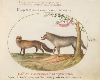 ambiguous_feral ambiguous_gender claws detailed_background digitigrade duo fangs feral finger_claws fur looking_at_another looking_back looking_back_at_another open_mouth paws plant quadruped side_view standing tail teeth text toe_claws tongue tongue_out tree whiskers joris_hoefnagel public_domain canid canine canis fox mammal red_fox true_fox wolf 16th_century absurd_res ancient_art biological_illustration hi_res latin_text painting_(artwork) technical_illustration traditional_media_(artwork) traditional_painting_(artwork) traditional_watercolor_(artwork) translation_request watercolor_(artwork) zoological_illustration