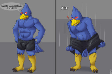 anthro black_boxer_briefs black_clothing black_underwear blue_body boxer_briefs clothed clothing dialogue exclamation_point male shrinking shrinking_out_of_clothes simple_background size_transformation solo text transformation underwear underwear_only donttouchmylasagna nintendo star_fox falco_lombardi avian bird absurd_res comic english_text hi_res sequence
