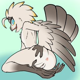 anus beak blue_eyes butt butt_focus feathered_wings feathers female flat_chested genitals hand_on_butt multicolored_body presenting presenting_anus presenting_hindquarters presenting_vulva solo spread_butt spreading two_tone_body vulva wings fourssss lyra_(w4g4) avian bird potoo 1:1 2025 digital_drawing_(artwork) digital_media_(artwork) hi_res