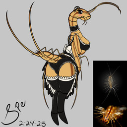 4_arms antennae_(anatomy) anthro arthropod_abdomen big_breasts biped black_choker black_clothing black_dress black_jewelry black_legwear black_necklace black_panties black_stockings black_thigh_highs black_underwear blush bow_ribbon breasts brown_stripes butt choker clothed clothing dress exoskeleton exoskeleton_markings eyelashes feelers female female_anthro frilly frilly_choker frilly_clothing frilly_dress frilly_legwear frilly_panties frilly_stockings frilly_thigh_highs frilly_underwear grey_background holding_breast jewelry leaning leaning_forward legwear long_neck looking_at_viewer looking_back looking_back_at_viewer maid_headdress maid_uniform mandibles multi_arm multi_leg multi_limb necklace non-mammal_breasts orange_body orange_exoskeleton panties pincers presenting presenting_hindquarters rear_view segmented_body simple_background standing stockings striped_body striped_exoskeleton stripes thick_thighs thigh_highs underwear uniform upskirt spe sophia_legge_(sebastian_hyde) arthropod centipede house_centipede myriapod 1:1 2025 dated digital_drawing_(artwork) digital_media_(artwork) flat_colors hi_res procreate_(artwork) reference_image signature