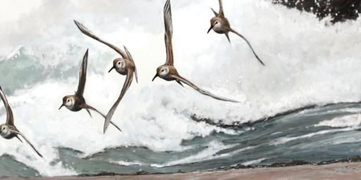 beach beak black_beak black_eyes black_markings brown_body brown_feathers feathers feral flock flying group markings sea seafoam_(water) water wave white_markings renum63 dunlin 2014 artrage_(artwork) digital_media_(artwork) digital_painting_(artwork) painting_(artwork)