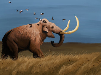 blue_sky brown_body brown_fur feral fur grass grass_field male nature outside plant proboscis_(anatomy) quadruped sky solo steppe trunk_(anatomy) tusks agustindiazart ambient_bird steppe_mammoth 2021 4:3 hi_res